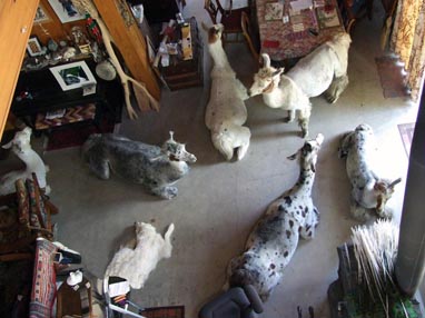 Six llamas cool off on our concrete floor.