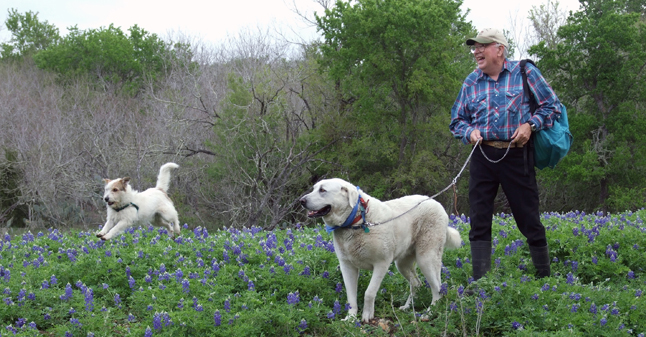 Flying Joey, Coban, and Claud enjoy our bluebonnets.