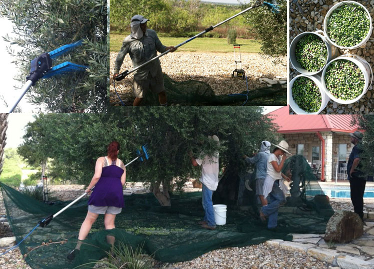 Picking olives