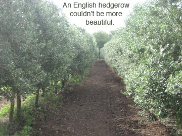 Olive hedgerow.