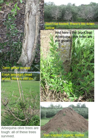 mosaic of olive grove images