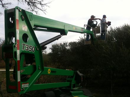 pruning olive trees