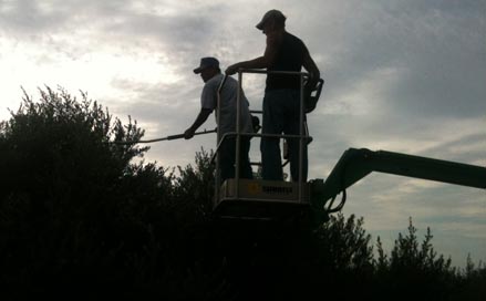 pruning olive trees