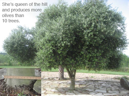 Queen olive tree base measures 12".