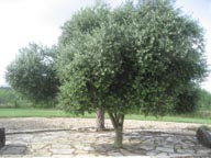 Queen (olive tree) of the hill.