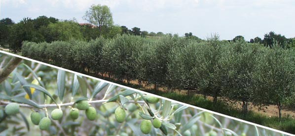 Olive grove and branch